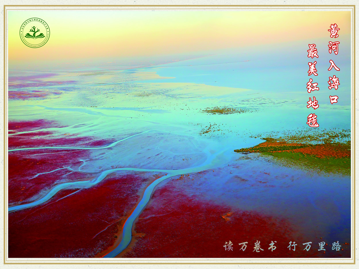 黄河入海口 最美红地毯